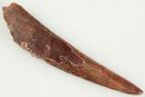 1.1" Fossil Pterosaur (Siroccopteryx) Tooth - Morocco - #201968-1